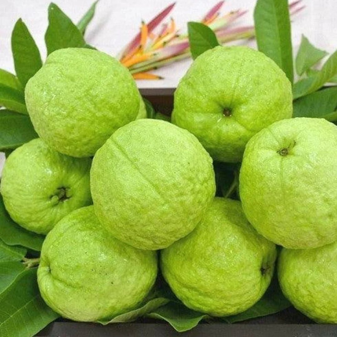 Taiwan Guava (A Grade) Image