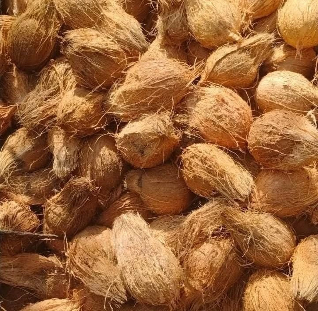 Coconut (A Grade)